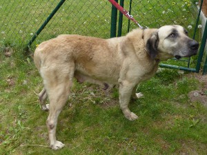 1-kangal.jpg